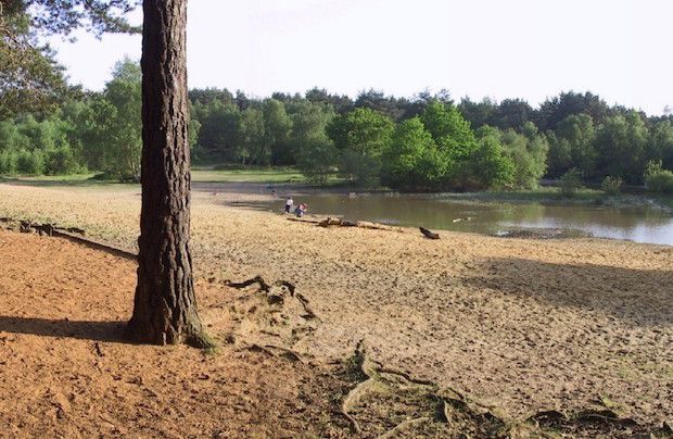 horsell common copy.jpg