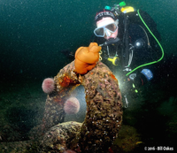 The shackle on the main anchor of the SMS Dresden, Scapa Flow, Orkney Islands, Scotland.