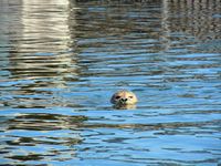 seal-robbe-swim-64033.jpeg