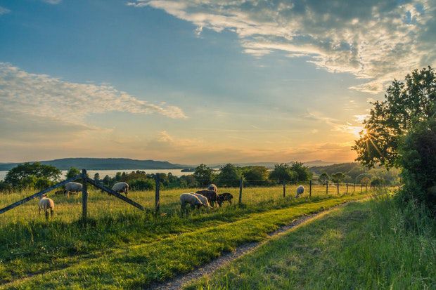 lake-constance-sheep-pasture-sheep-blue-158179.jpeg