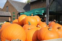 Pumpkins at Garsons copy.JPG