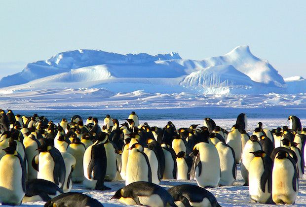 emperor-penguins-antarctic-life-animal-46235 copy.jpeg