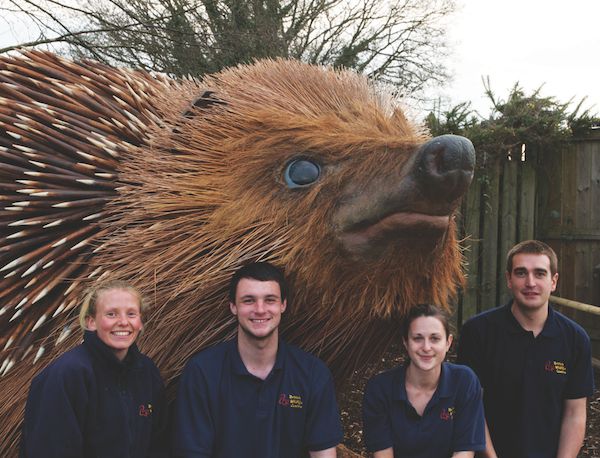 2.	The huge hedgehog in its new home at the British Wildlife Centre