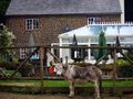 the-donkey-pub-farnham.jpg