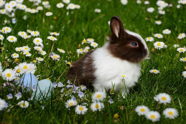 adorable-easter-bunny-and-eggs.jpeg