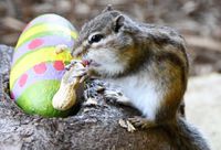 chipmunk-with-easter-egg-battersea-park-zoo.jpg