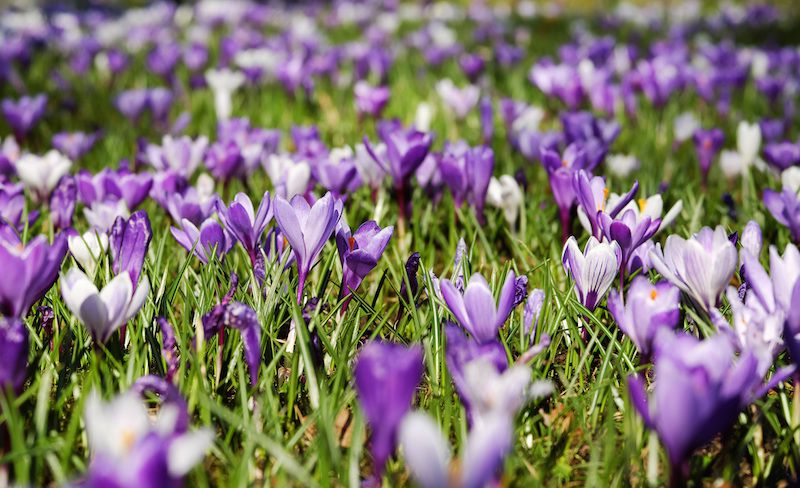 crocus-3226433.jpg