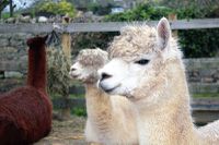 surrey-hills-llamas.jpg