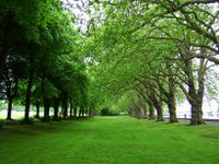 Trees-wandsworth-park.JPG