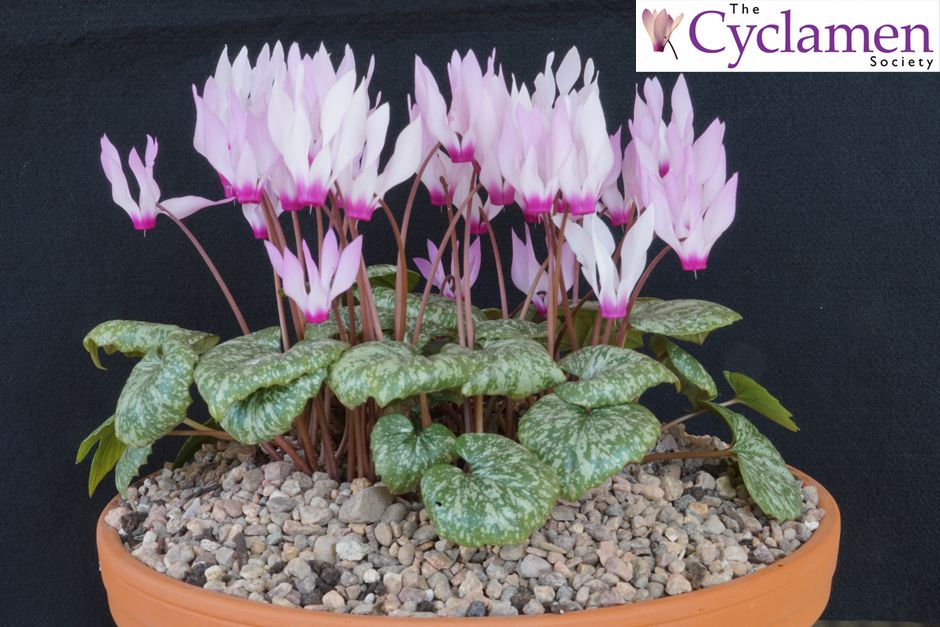 Cyclamen-Society-Spring-show.jpg