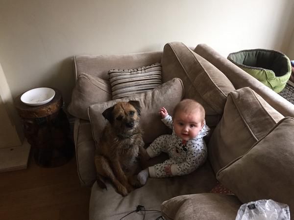 Find Toby the Border Terrier