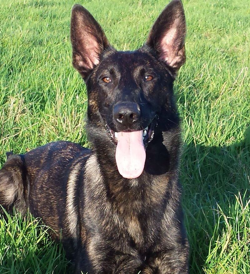 Newly qualified police dog assists in her first arrest - Essential ...