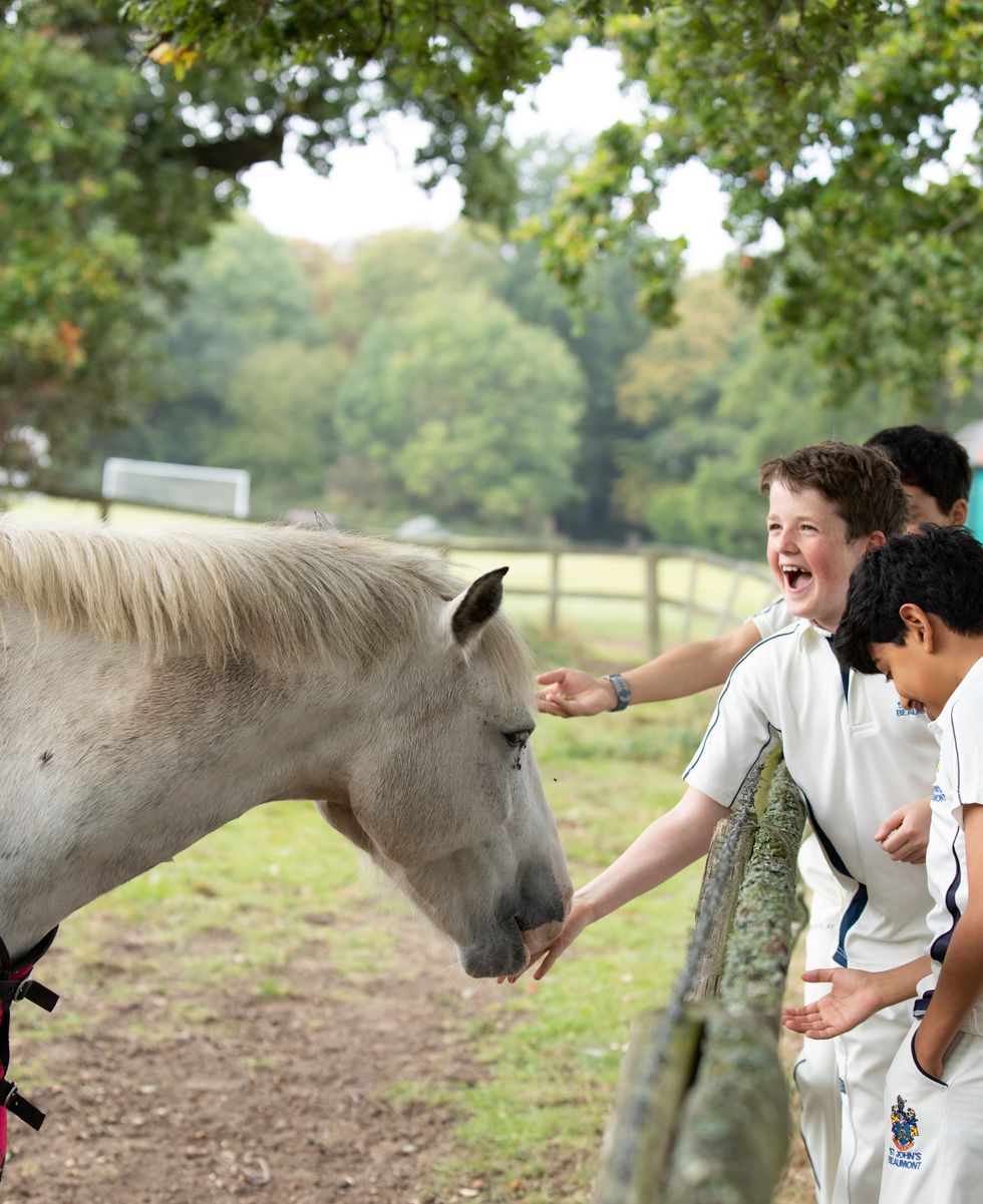 -Horses-_J0A6766.jpg