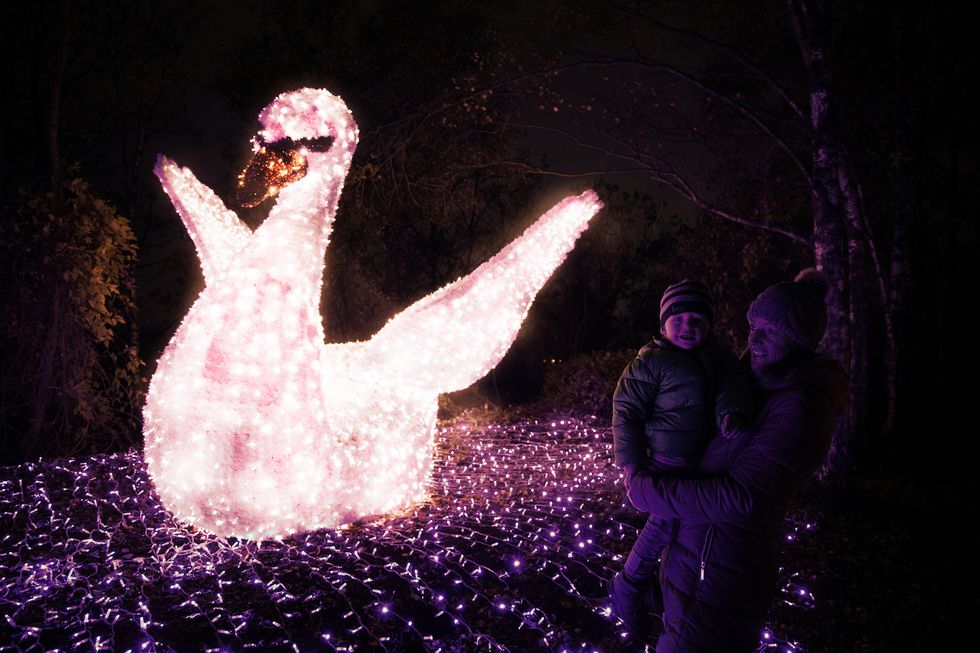 WWT ILLUMINATURE SWAN.jpg