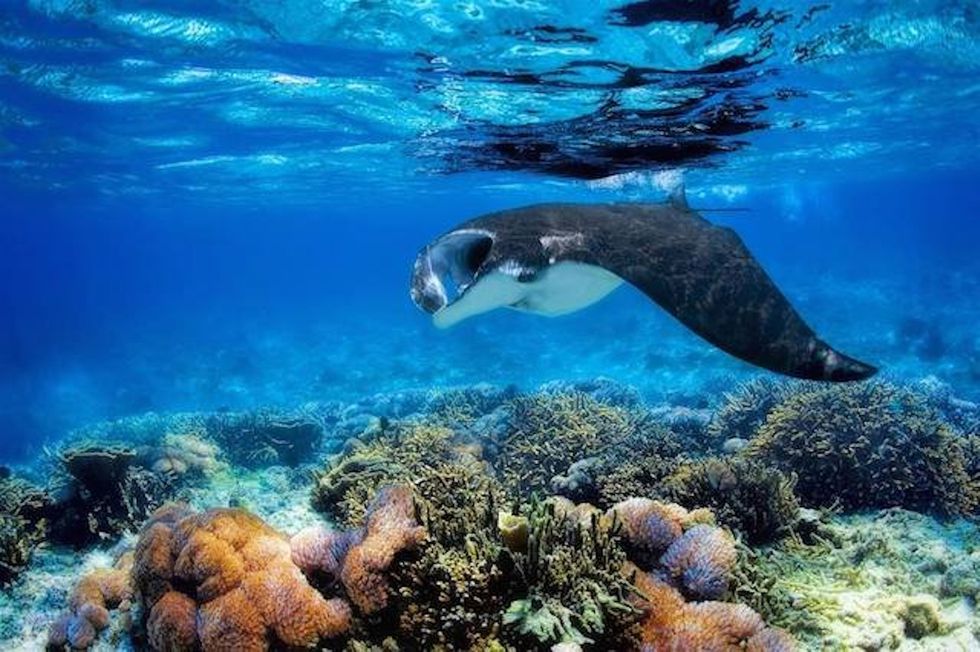 manta ray, yasawa islands, fiji copyweb.jpg