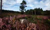 farnham heath lavender.jpg