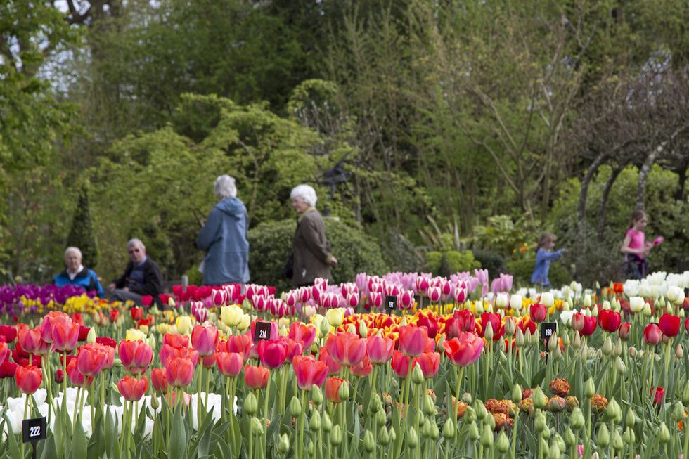 wisley tulips spring crop.jpg