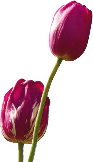 tulip white crop.jpg