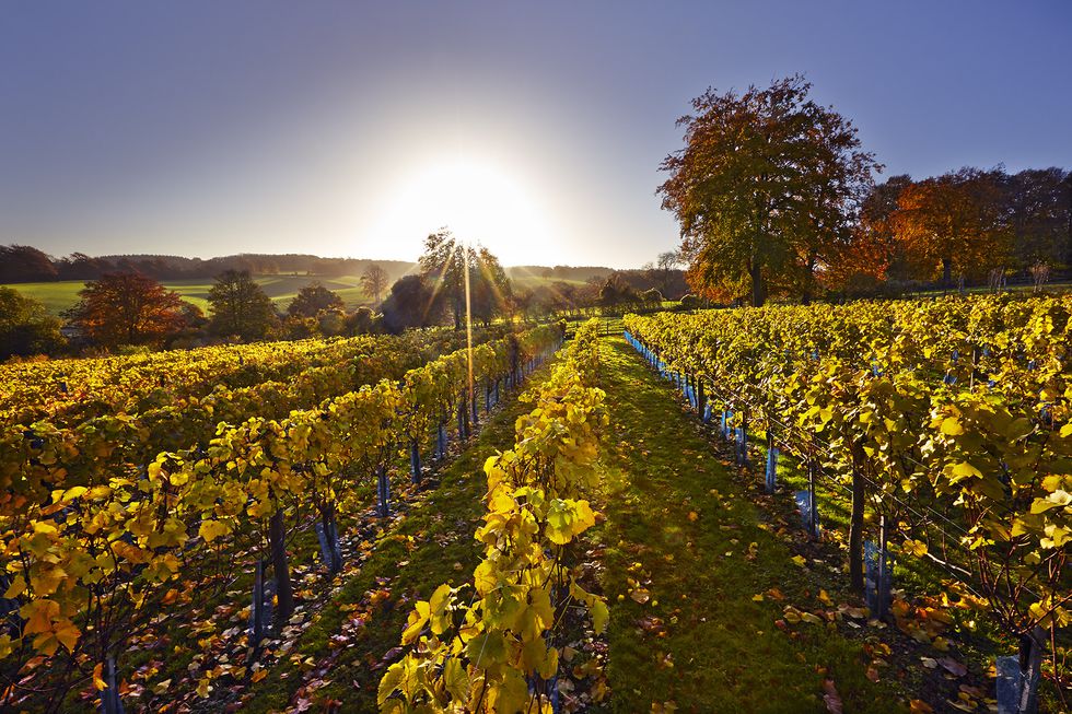 CEPHAS_1234621 High Clandon Autumn vineyard.jpg