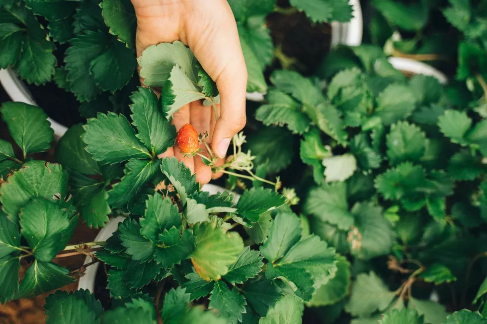 strawberry picking garsons.webp