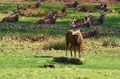 richmond park.jpg