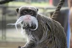 battersea park tamarin monkey.jpg