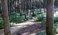 swinley forest.jpg