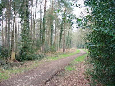 alice holt forest track.jpg