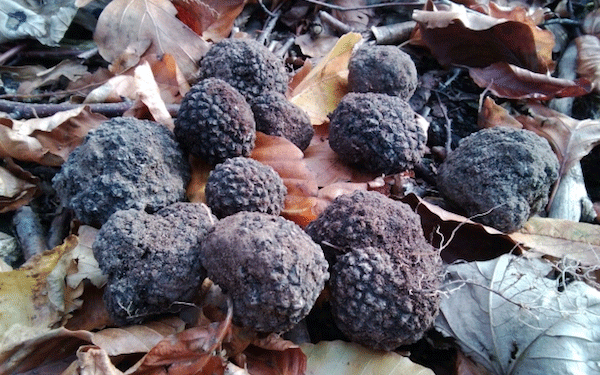 truffles.gif