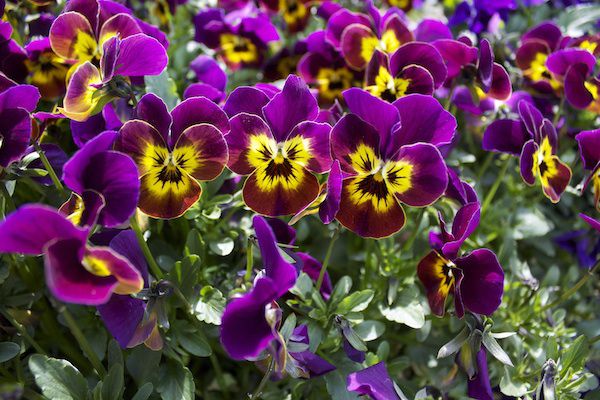 flowers purple.jpg