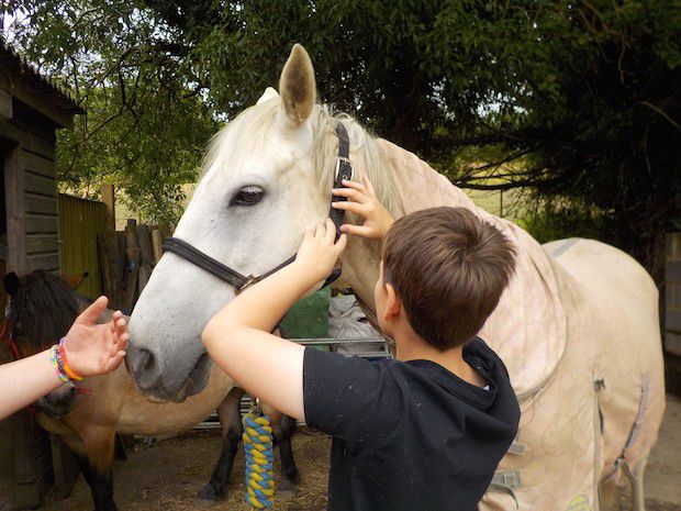 Putting on Silvers Bridle copyweb.jpeg