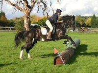 chessington equestrian 2.jpg