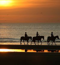 horse_riding_surrey_beach_ride_home_page.jpg