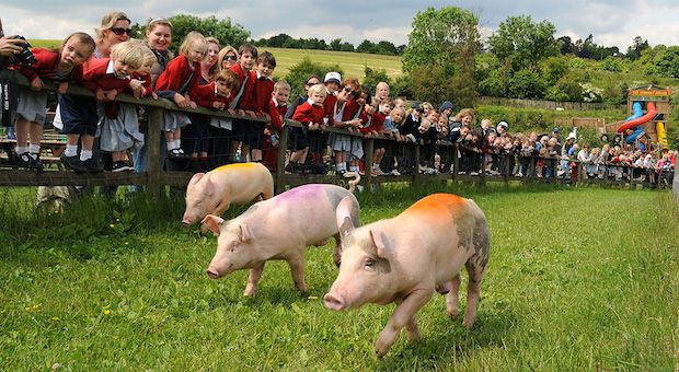 bocketts farm pig race.jpg