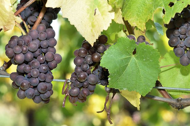 grapes of wine.jpg