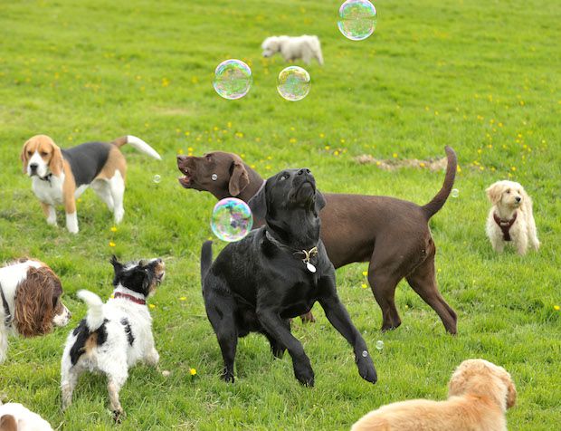 Bruce's Doggy Day Care - Bubbles1 copy 2.jpg