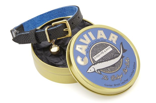 Cheshire and Wain Caviar Collar copy.jpg